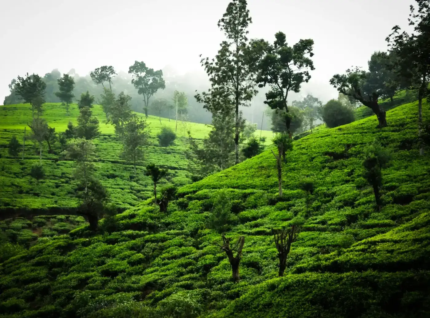 Rows of tea bushes on a steep hillside, with mist sitting in the valley behind