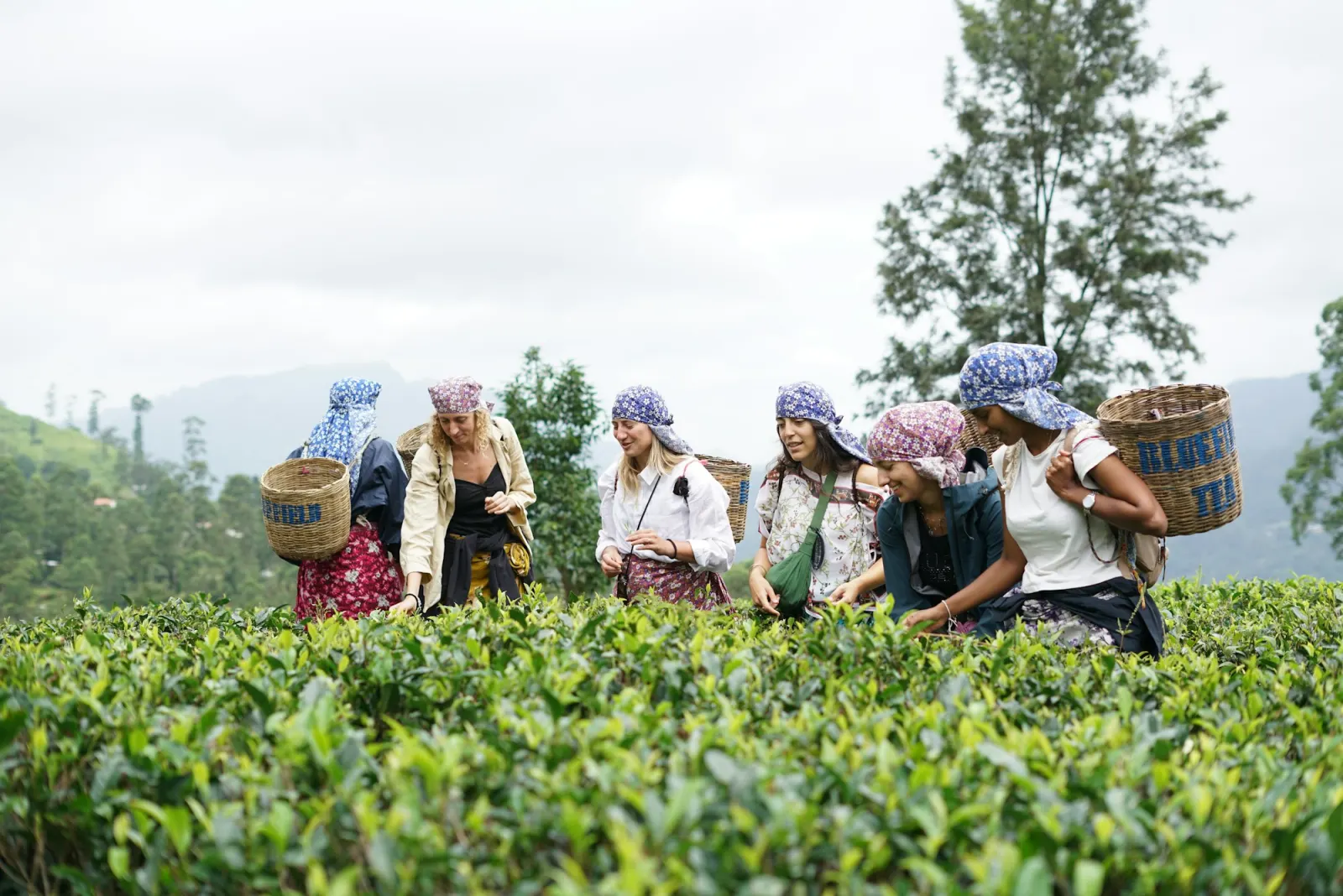 Tea pluckers in bright saris working between rows of tea bushes on a green slope